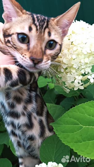 Шикарная девочка