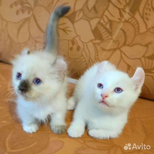 Котята :Кинкалоу, Бамбино, Эльф и Амер. Керл