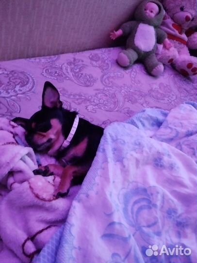 Вязка чихуахуа