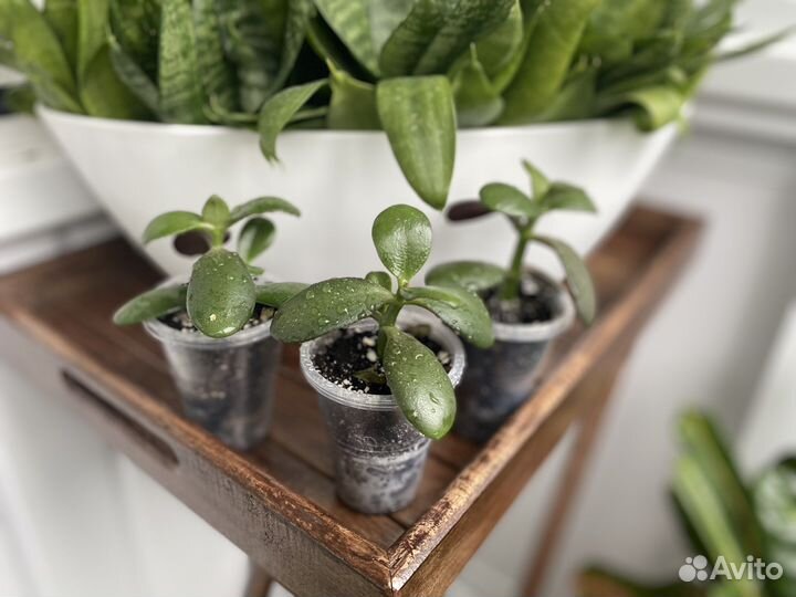 Цветок крассула толстянка