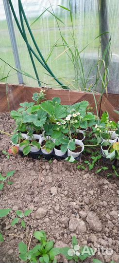 Рассада клубники