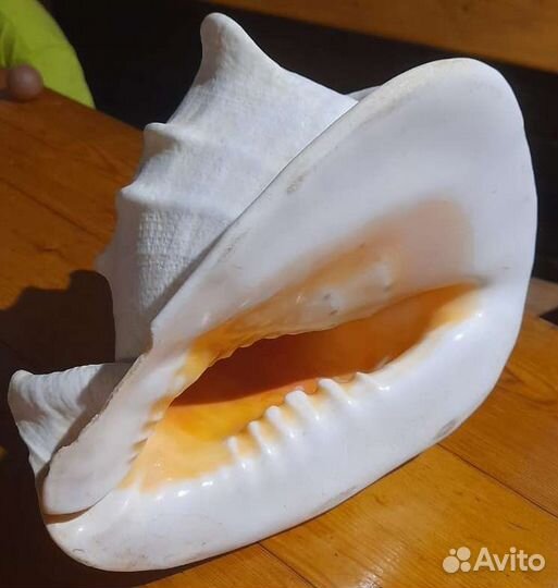 Раковина ракушка