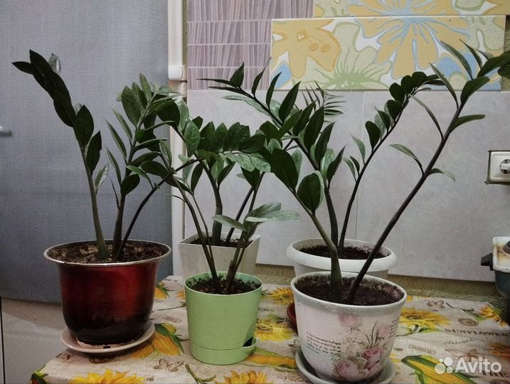 Замиокулькас