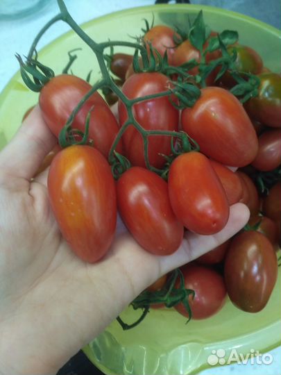 Помидоры свежие домашние