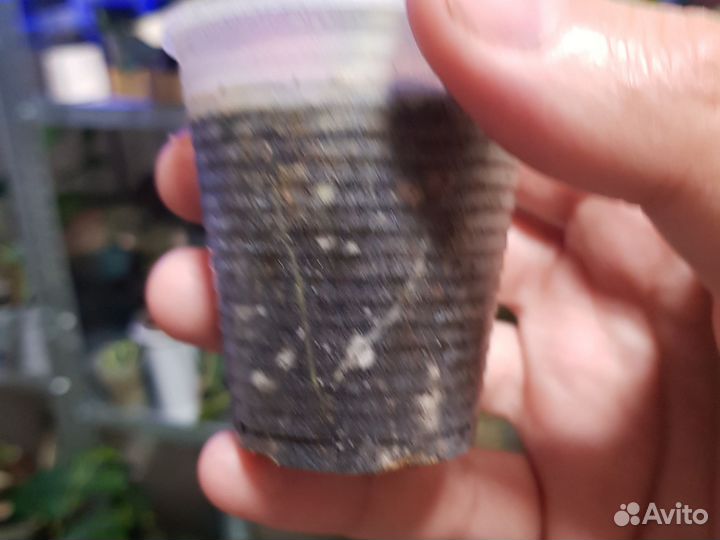 Алоказия Стнуата