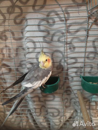 Попугай корелла с клеткой