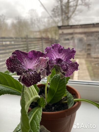 Стрептокарпусы