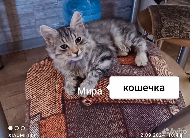 Котята в добрые руки