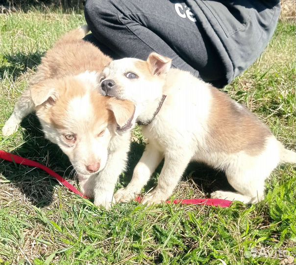 Щенки В дар