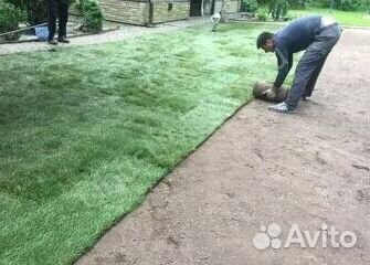 Укладка Рулонного газона