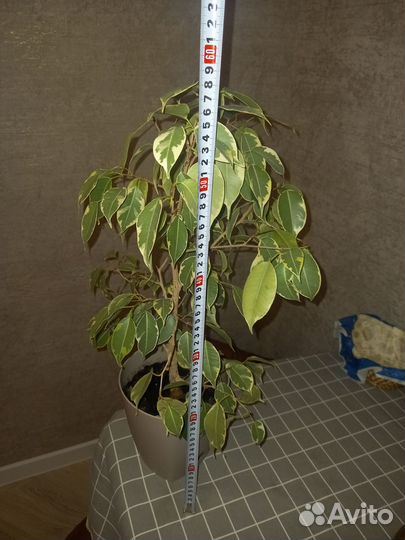 Фикус бенджамина