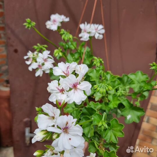Пеларгония герань плющевидная