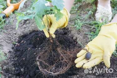 Дуб саженцы и взрослые деревья