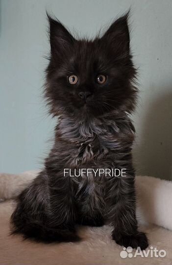 Мейн-кун питомник fluffypride