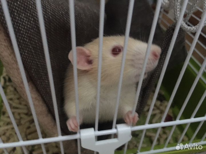 Передержка животных