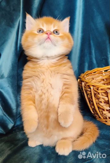 Британские котята золотая шиншилла