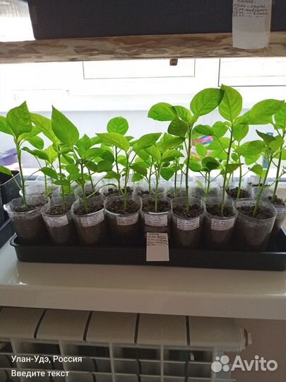 Пикированная рассада сладкого перца