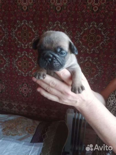 Щенок французский бульдог