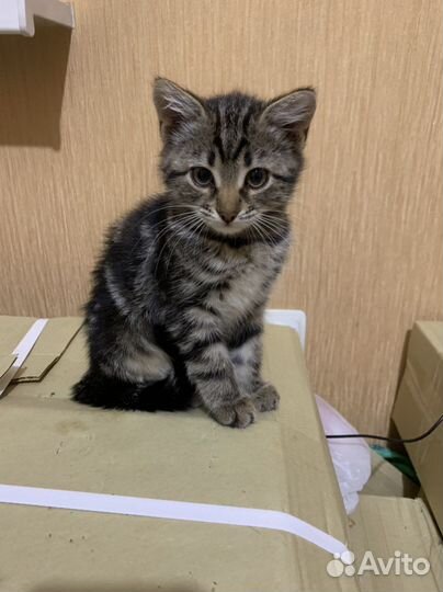 Отдам котят в хорошие руки