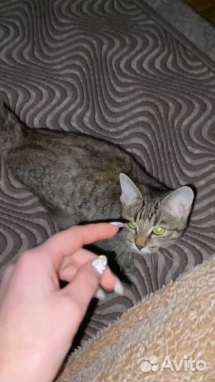 Кошка