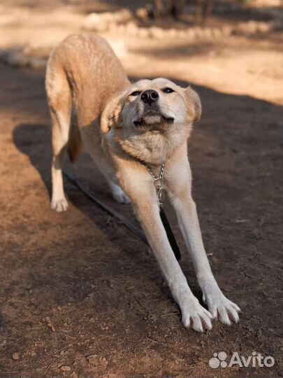Собачка в добрые руки