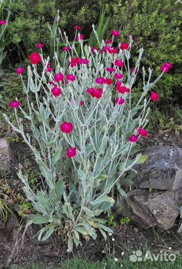 Рассада многолетних цветов