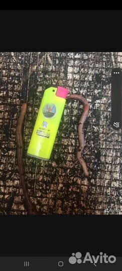 Черви для рыбалки дендробена