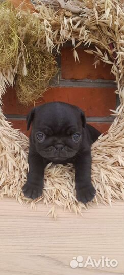 Щенки мопса