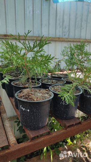 Туя Вариегата