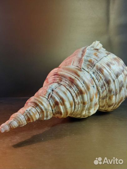 Морская ракушка раковина, огромный размер