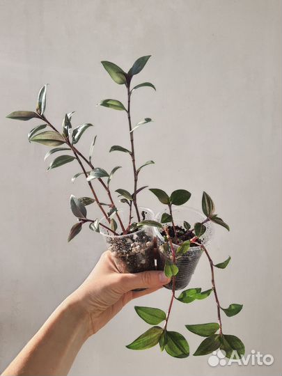 Домашние растения