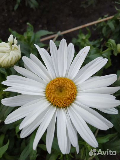 Букет из гигантской ромашки