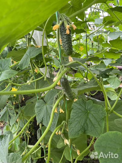 Огурцы свежие