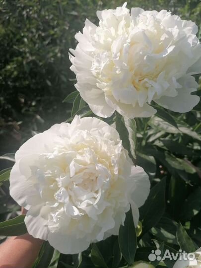 Пион белый Дюшес Де Немур