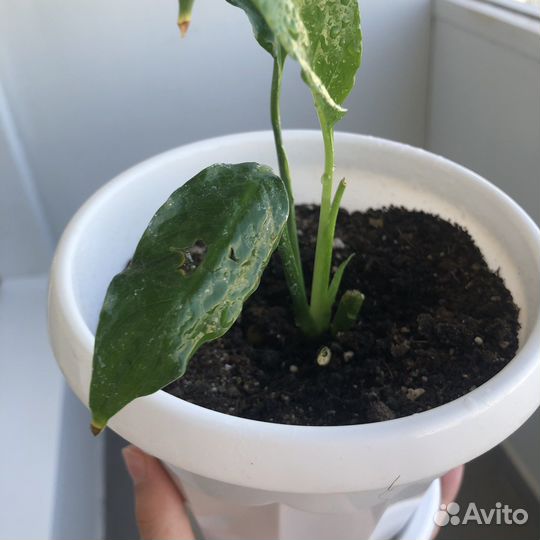 Спатифиллум (женское счастье)