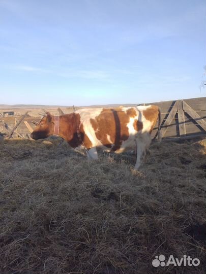 Продам коров