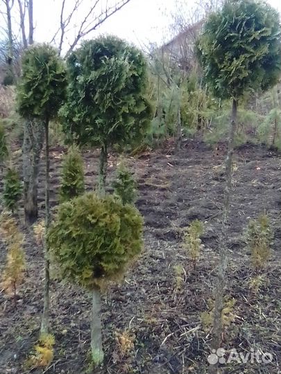 Туи на штамбе, сосны