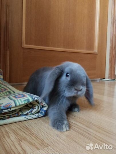 Декоративный кролик минилоп