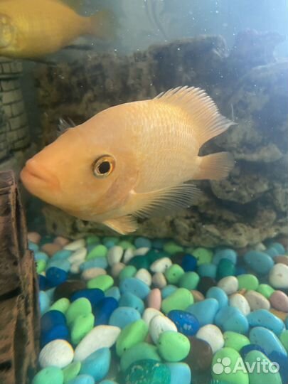 Продам рыб