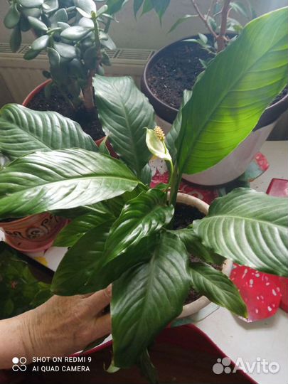 Спатифиллум