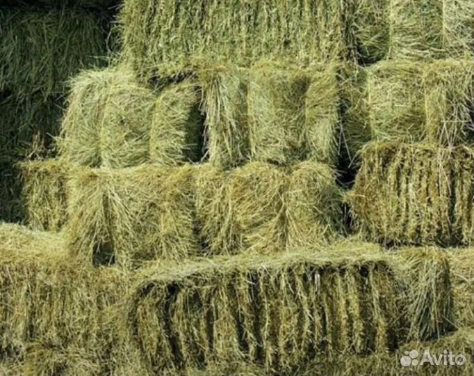 Сено в квадратных тюках