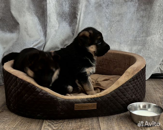 Щенки немецкой овчарки