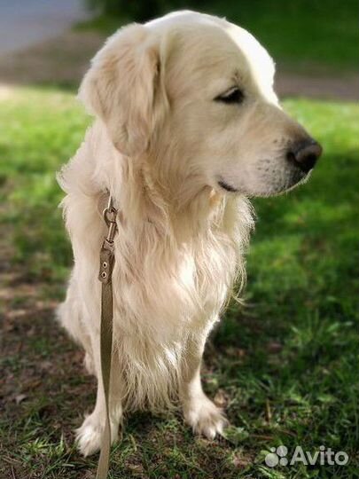 Вязка золотистого ретривера