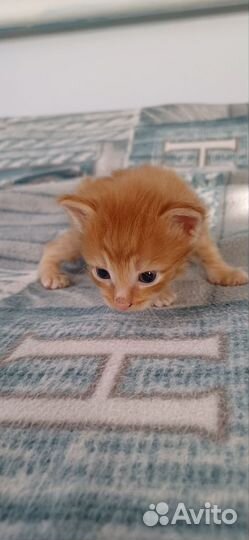 Котята не вдуплята - ласковые мурчалки