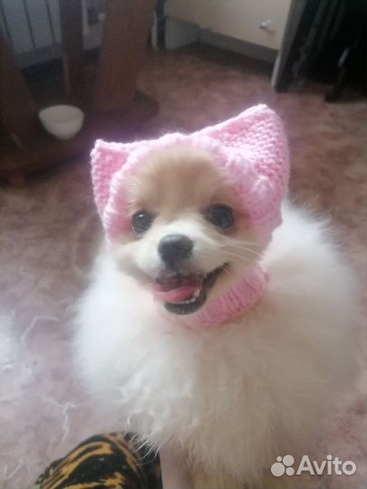 Шапка для животных