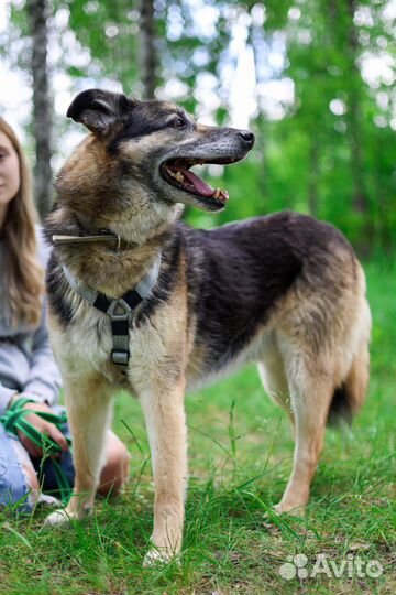 Пегас в семью