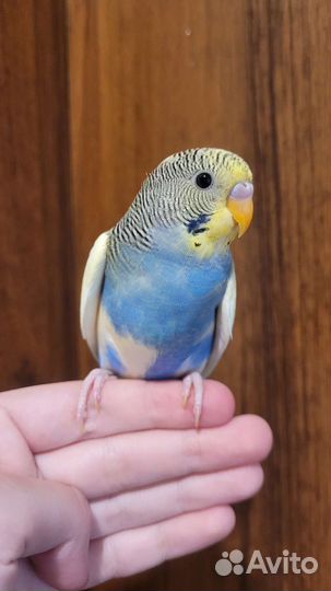 Полностью ручные птенцы волнистого попугая