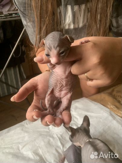 Канадский сфинкс котенок