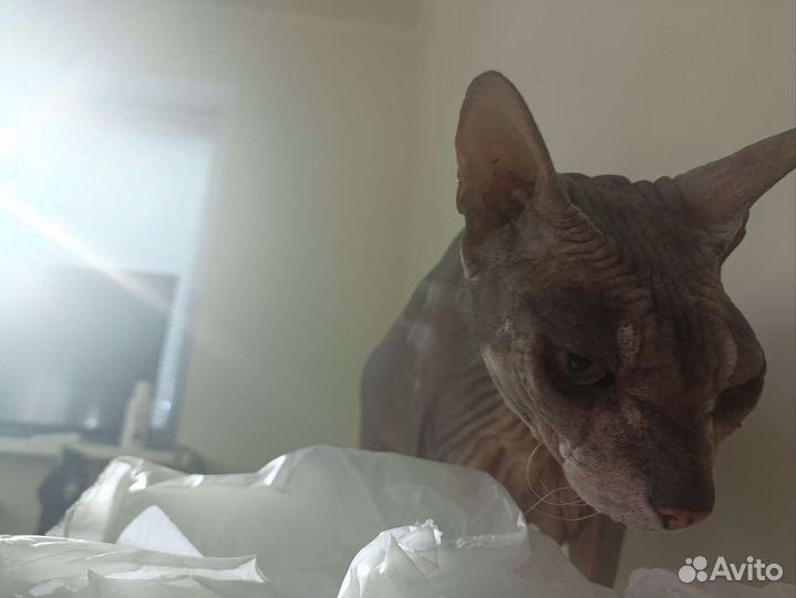 Мродоётся кашак лысый