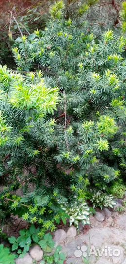 Сосна, Манчжурский орех, многолетники